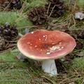 Russula_paludosa_al6148