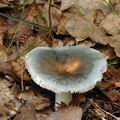 Russula_parazurea_al6255