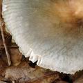 Russula_parazurea_al6258