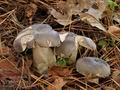 Russula_parazurea_bm7114