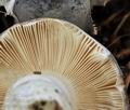 Russula_parazurea_bm7120