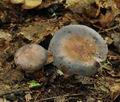 Russula_parazurea_bo4545