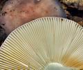 Russula_parazurea_bo4573