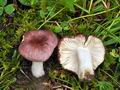 Russula_pelargonia_bv1522