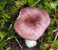 Russula_pelargonia_bv1525