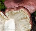 Russula_pelargonia_bv1528