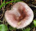 Russula_pelargonia_bv1532