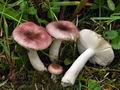 Russula_pelargonia_bv1540