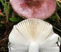 Russula_pelargonia_bv1548