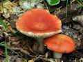 Russula_persicina_bv2156