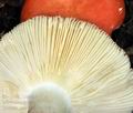 Russula_persicina_bv2159