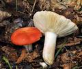 Russula_persicina_bv2163