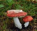 Russula_pseudointegra_bp1396