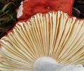 Russula_pseudointegra_bp1402