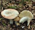 Russula_pseudointegra_bs6892