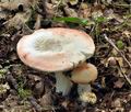 Russula_pseudointegra_bs6898