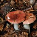 Russula_puellaris_bo4093