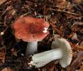 Russula_puellaris_bo4099