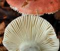 Russula_puellaris_bo4101