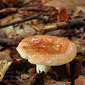 Russula_puellula_bh7392