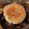 Russula_puellula_bh7394