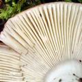 Russula_puellula_bh7398