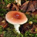 Russula_puellula_bh7410