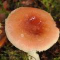 Russula_puellula_bh7414