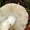 Russula_puellula_bh7418