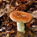 Russula_puellula_bh7550