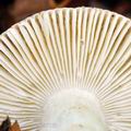 Russula_puellula_bh7559