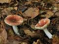 Russula_puellula_bo4488