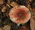 Russula_puellula_bo4490