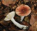 Russula_puellula_bo4491