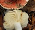 Russula_puellula_bo4498