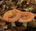 Russula_puellula_bo4499