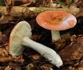 Russula_puellula_bo4503