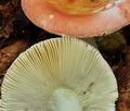 Russula_puellula_bo4509