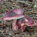 Russula_queletii_aj3402