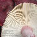 Russula_queletii_aj3404