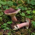 Russula_queletii_bk8163