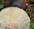 Russula_queletii_bk8171