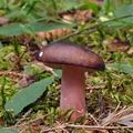 Russula_queletii_bk8189