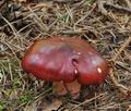 Russula_rhodopoda_bo7551