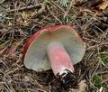 Russula_rhodopoda_bo7560