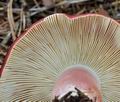 Russula_rhodopoda_bo7567