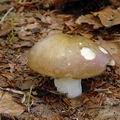 Russula_romelii_al6036