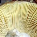 Russula_romelii_al6041