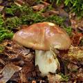 Russula_romelii_bh7494