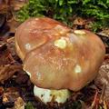 Russula_romelii_bh7498